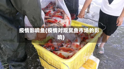 疫情影响鱼(疫情对观赏鱼市场的影响)-第3张图片