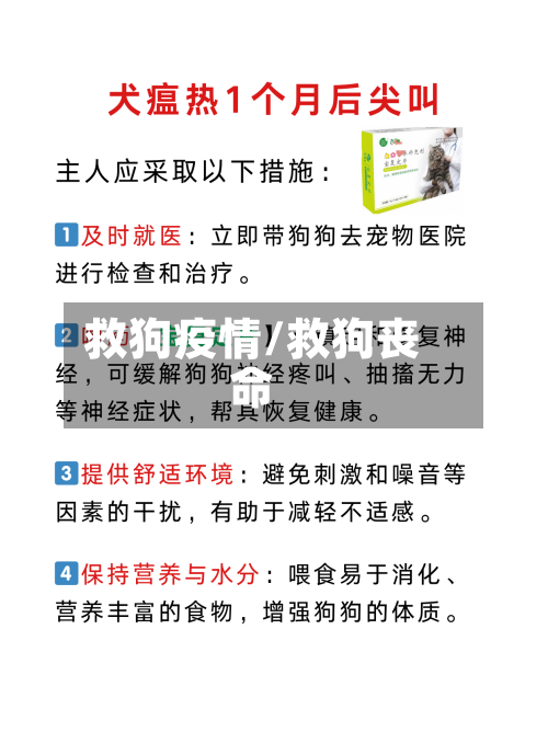 救狗疫情/救狗丧命