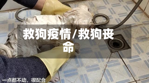 救狗疫情/救狗丧命-第2张图片