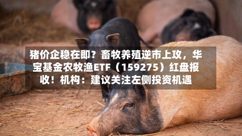 猪价企稳在即？畜牧养殖逆市上攻，华宝基金农牧渔ETF（159275）红盘报收！机构：建议关注左侧投资机遇-第3张图片