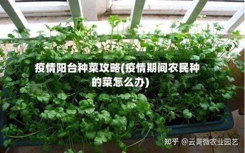 疫情阳台种菜攻略(疫情期间农民种的菜怎么办)