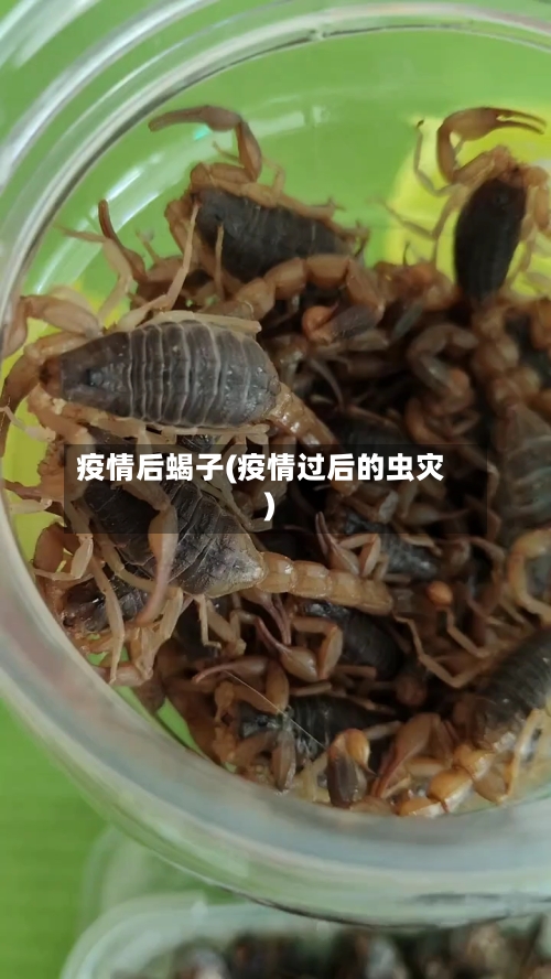 疫情后蝎子(疫情过后的虫灾)-第3张图片