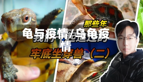龟与疫情/乌龟疫情-第2张图片