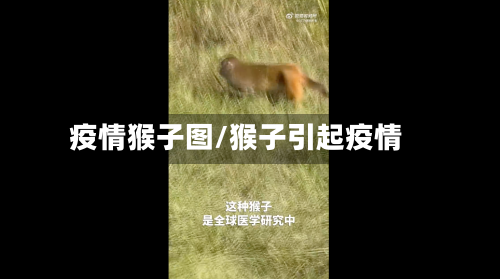 疫情猴子图/猴子引起疫情