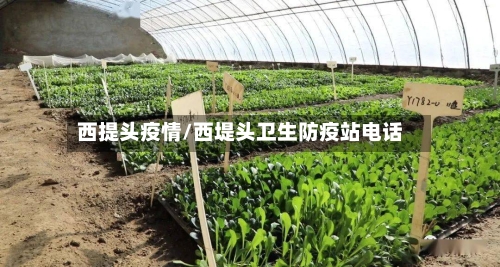 西提头疫情/西堤头卫生防疫站电话-第2张图片