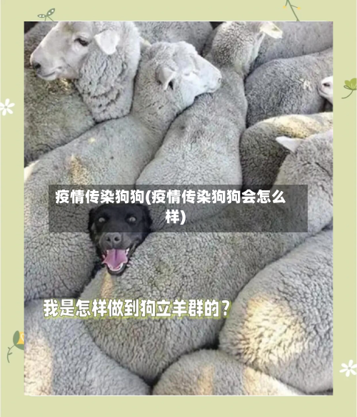 疫情传染狗狗(疫情传染狗狗会怎么样)
