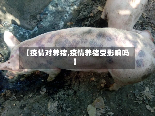 【疫情对养猪,疫情养猪受影响吗】