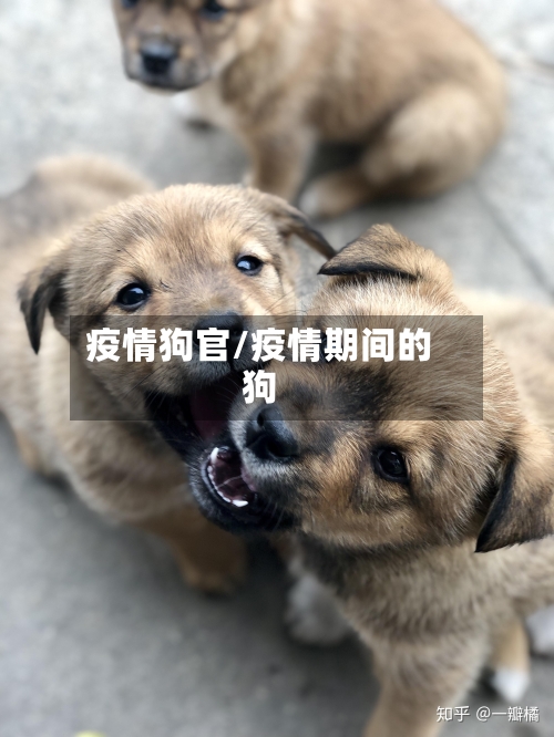 疫情狗官/疫情期间的狗-第2张图片