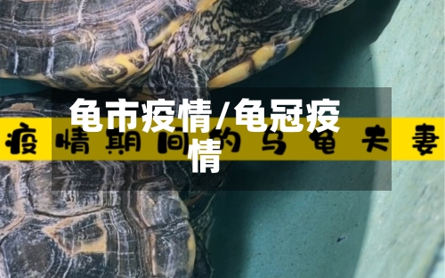 龟市疫情/龟冠疫情