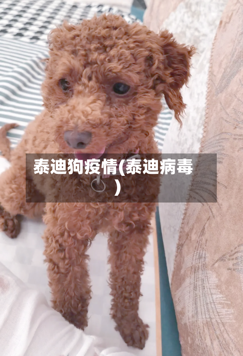 泰迪狗疫情(泰迪病毒)