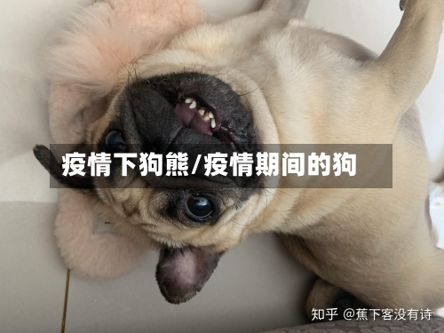 疫情下狗熊/疫情期间的狗