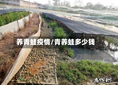 养青蛙疫情/青养蛙多少钱-第3张图片