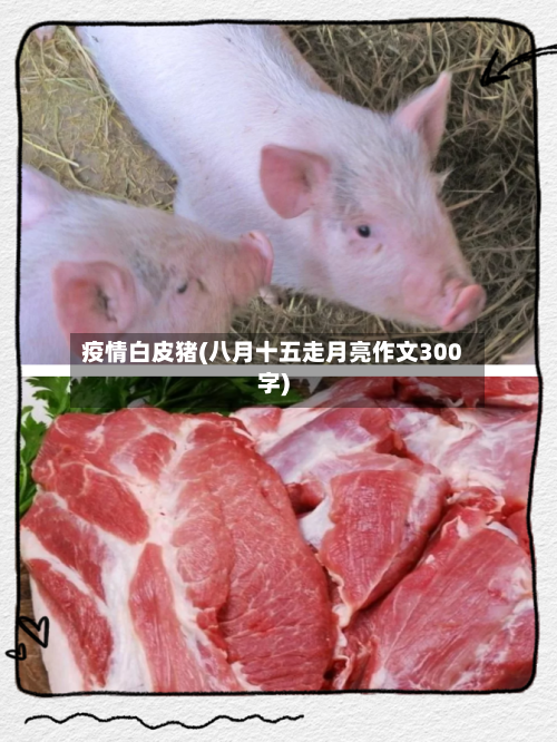 疫情白皮猪(八月十五走月亮作文300字)-第2张图片