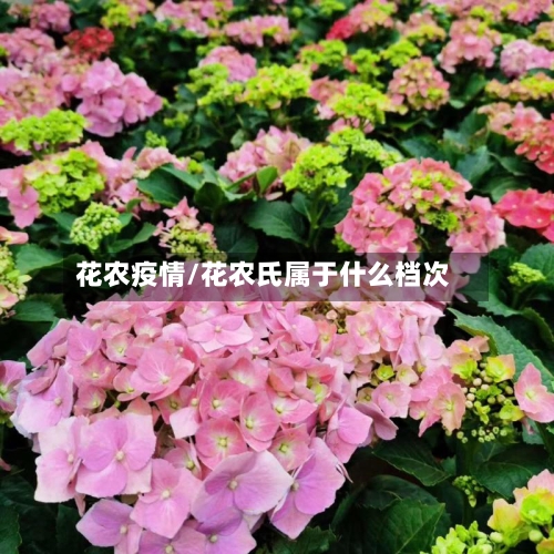 花农疫情/花农氏属于什么档次
