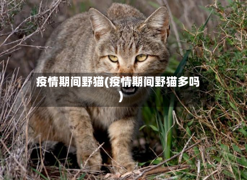 疫情期间野猫(疫情期间野猫多吗)