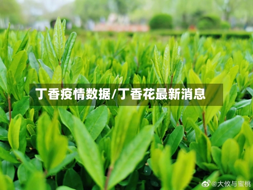 丁香疫情数据/丁香花最新消息-第2张图片