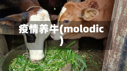疫情养牛(molodic)