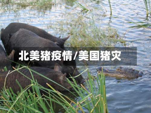北美猪疫情/美国猪灾