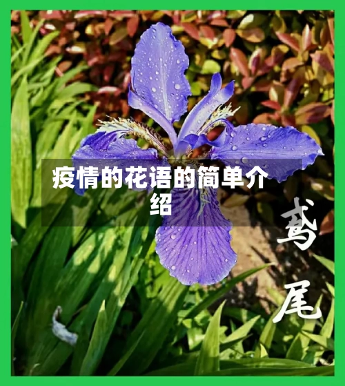 疫情的花语的简单介绍