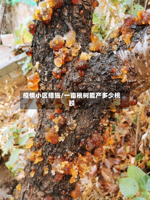 疫情小区措施/一亩桃树能产多少桃胶-第3张图片