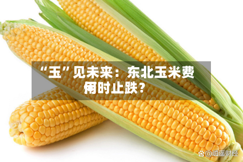 “玉”见未来：东北玉米费用何时止跌？-第2张图片
