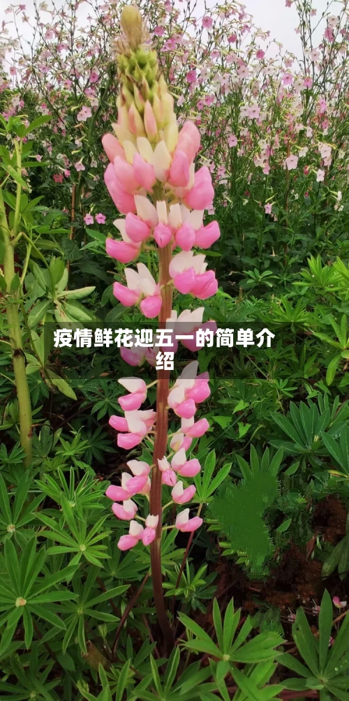 疫情鲜花迎五一的简单介绍-第2张图片