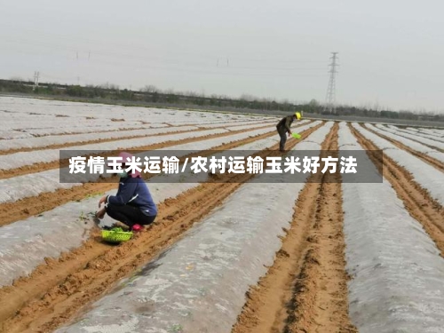 疫情玉米运输/农村运输玉米好方法