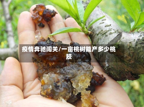 疫情奔驰闯关/一亩桃树能产多少桃胶
