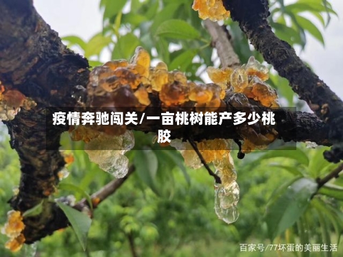 疫情奔驰闯关/一亩桃树能产多少桃胶-第3张图片