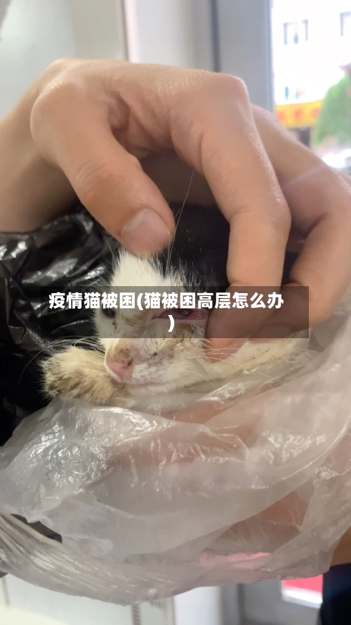 疫情猫被困(猫被困高层怎么办)-第1张图片