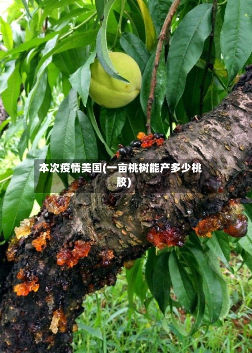 本次疫情美国(一亩桃树能产多少桃胶)-第3张图片