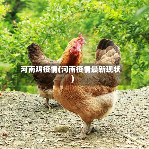 河南鸡疫情(河南疫情最新现状)-第1张图片