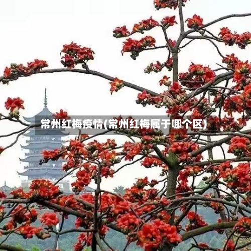 常州红梅疫情(常州红梅属于哪个区)-第2张图片
