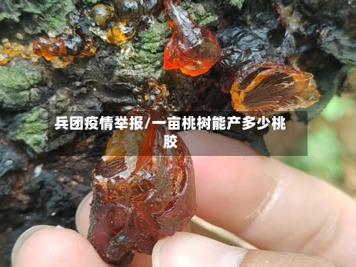 兵团疫情举报/一亩桃树能产多少桃胶