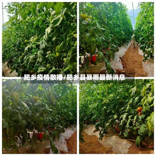 肥乡疫情散播/肥乡县暴雨最新消息-第3张图片